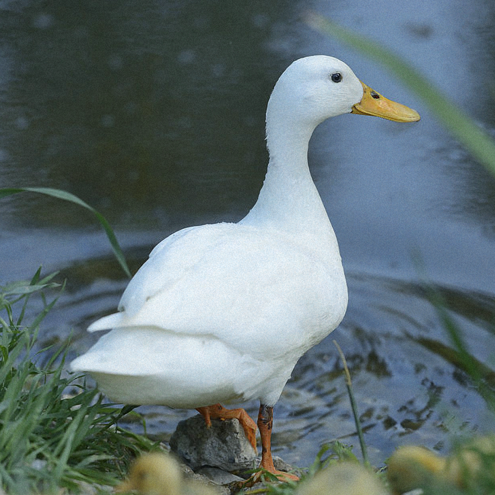 鸭子鸭子