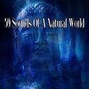 59 Sounds Of A Natural World专辑