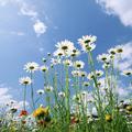 Helianthus annuus