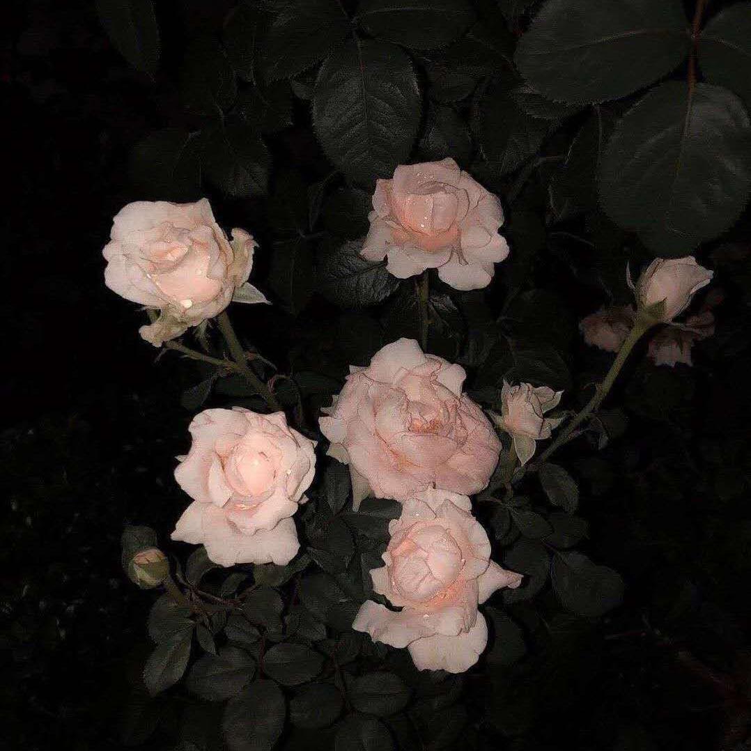 Love song X Vocal Chop Type Beat—“Cupid”