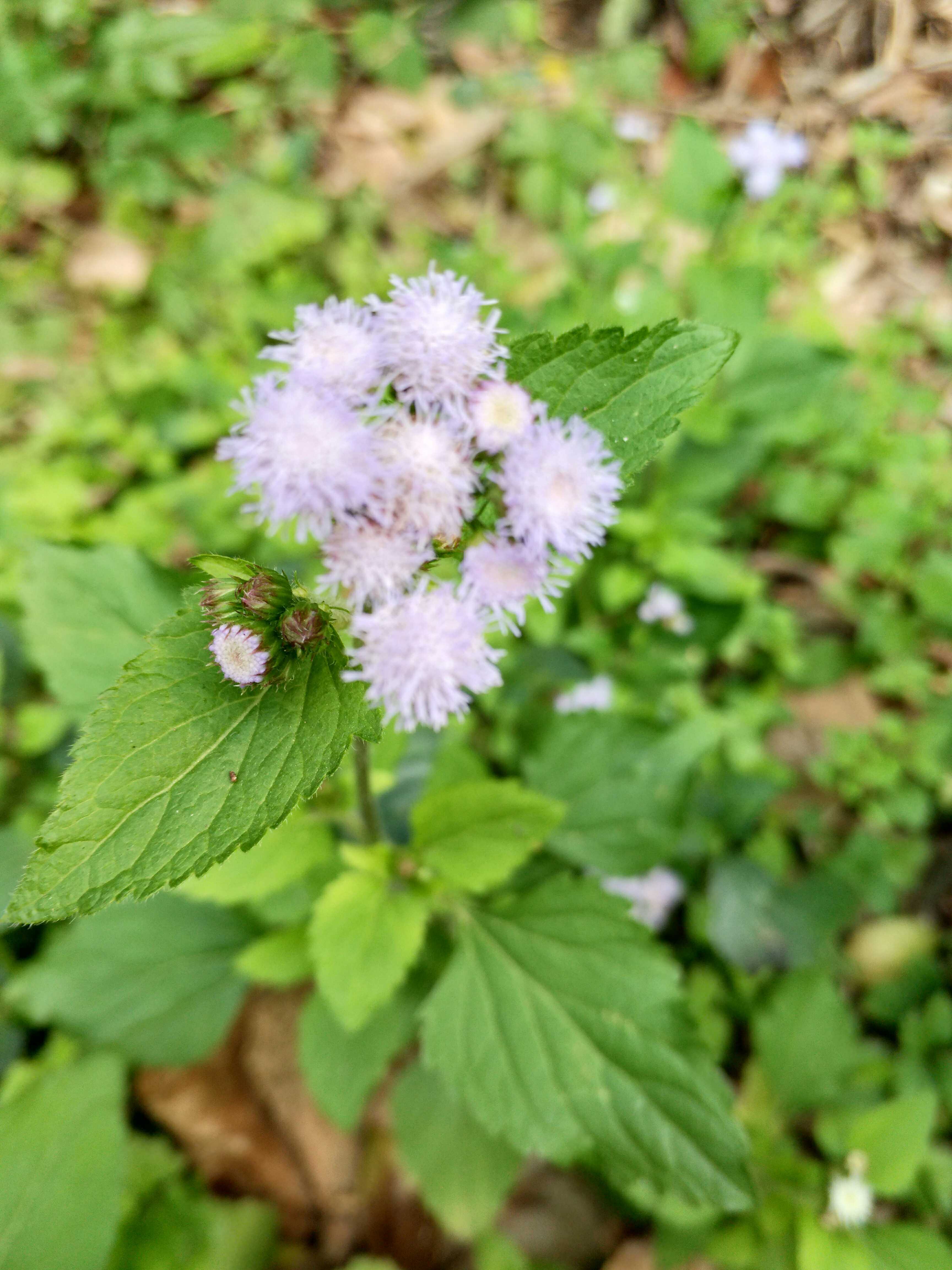 最美丽的花专辑