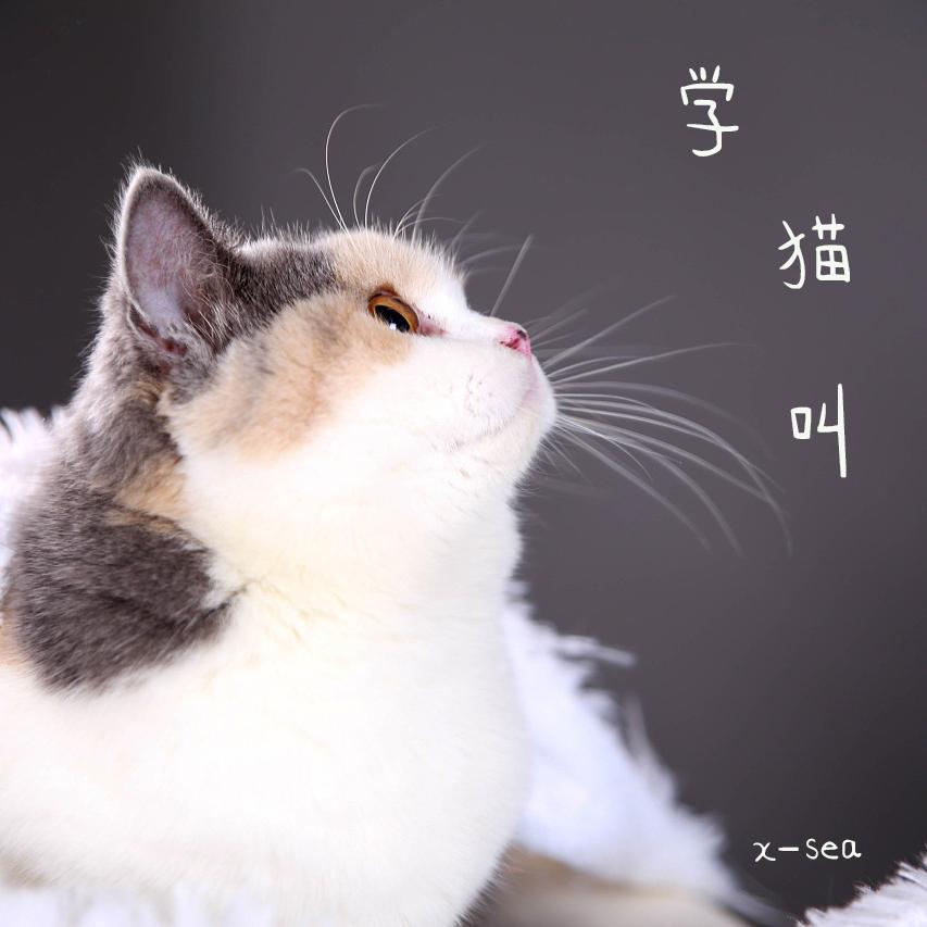 学猫叫专辑