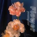 FLOWER专辑