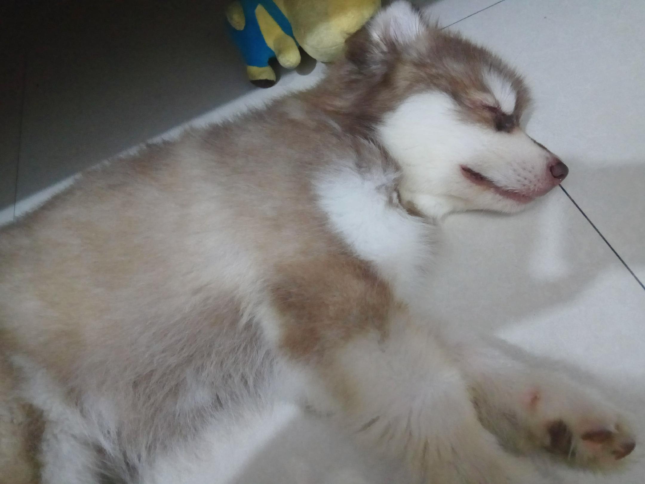 Cool Dog专辑