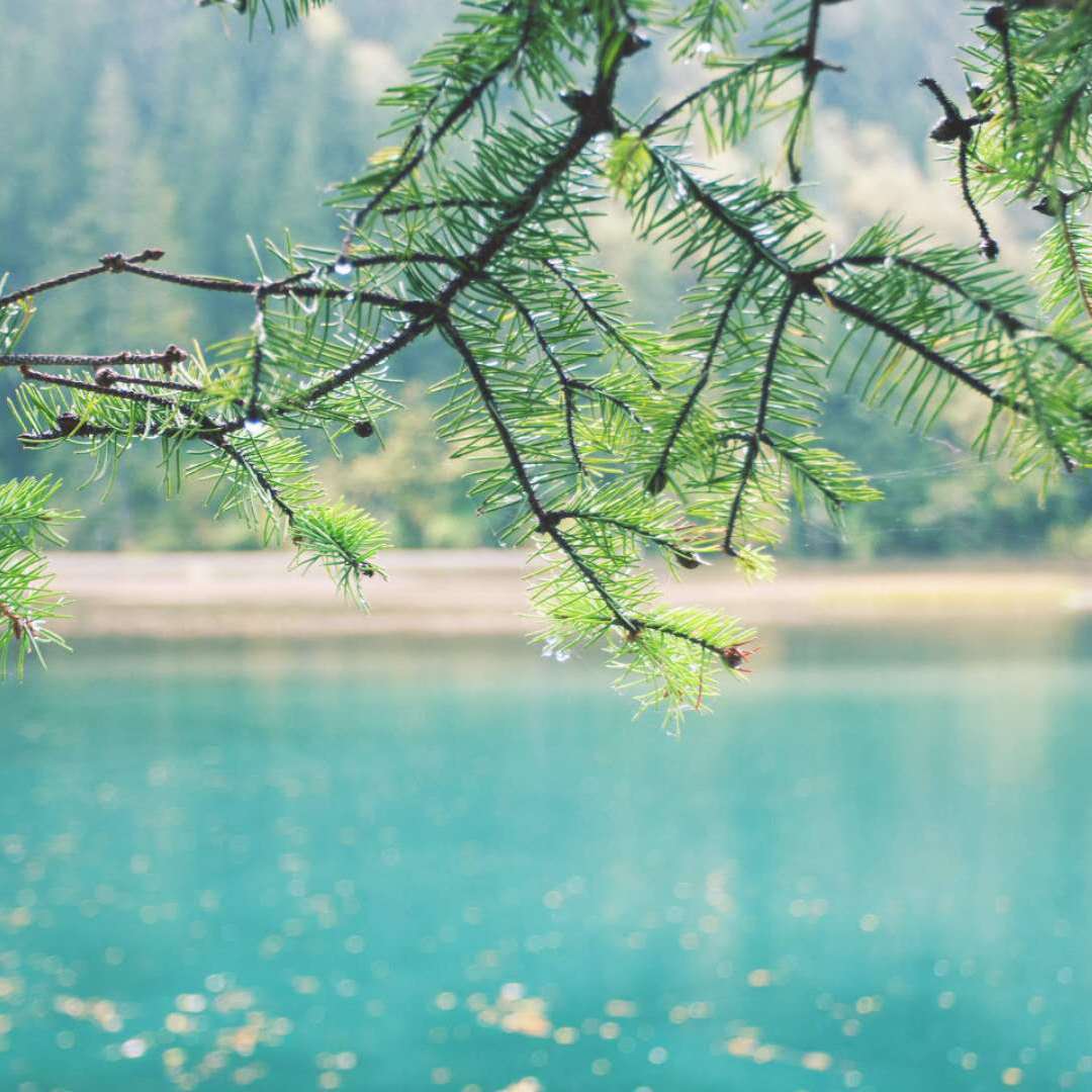 再见榴莲酥