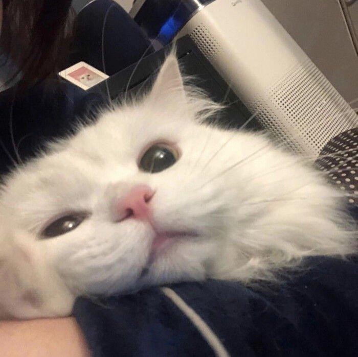 小猫爱听歌