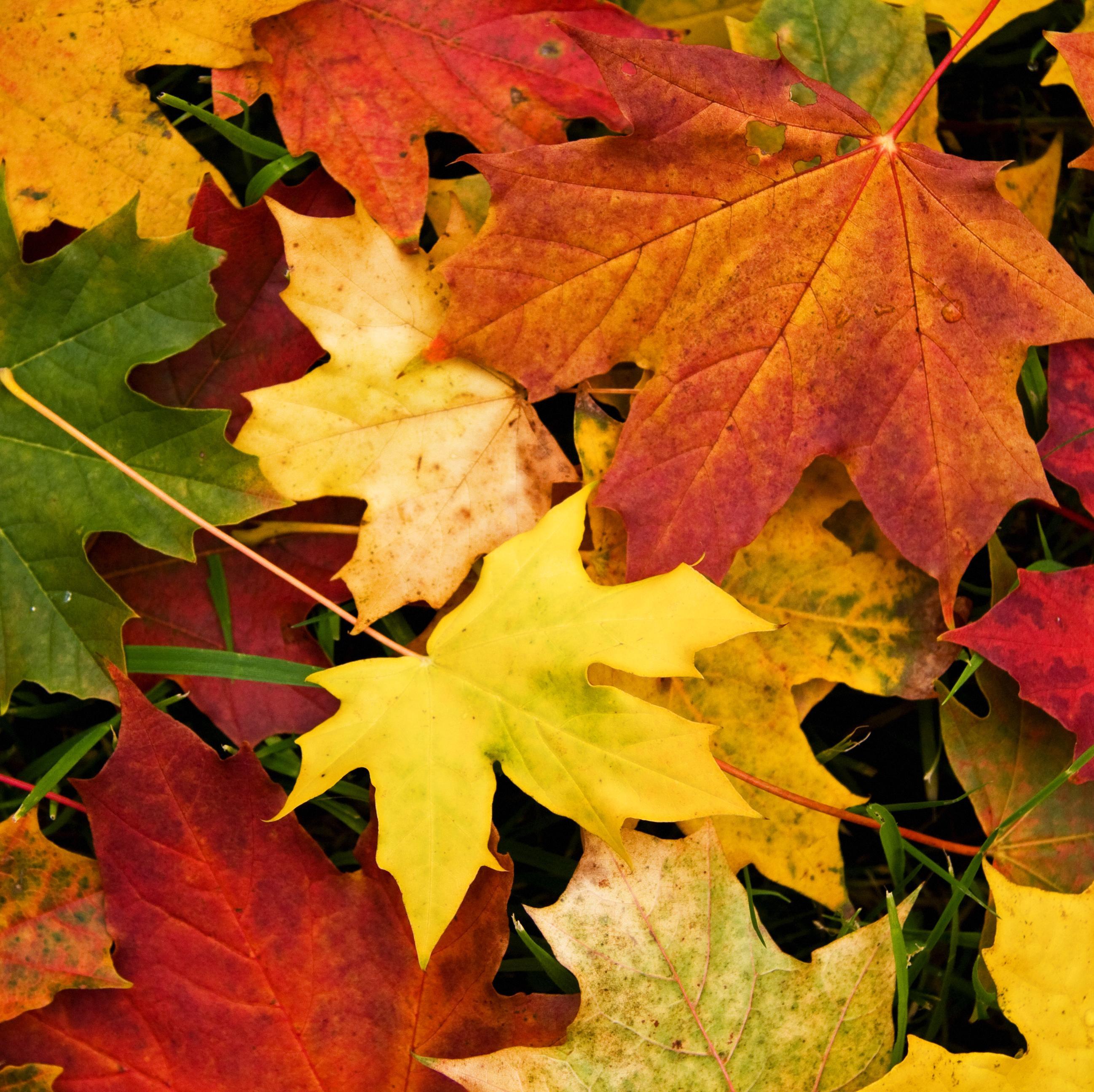 Autumn Leaves 各种