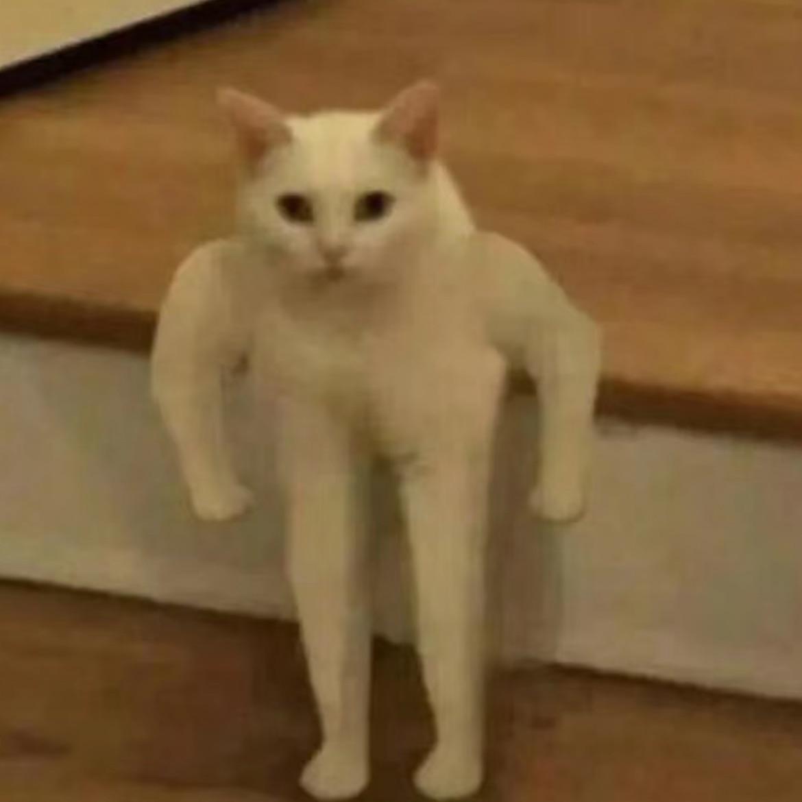 猫猫教