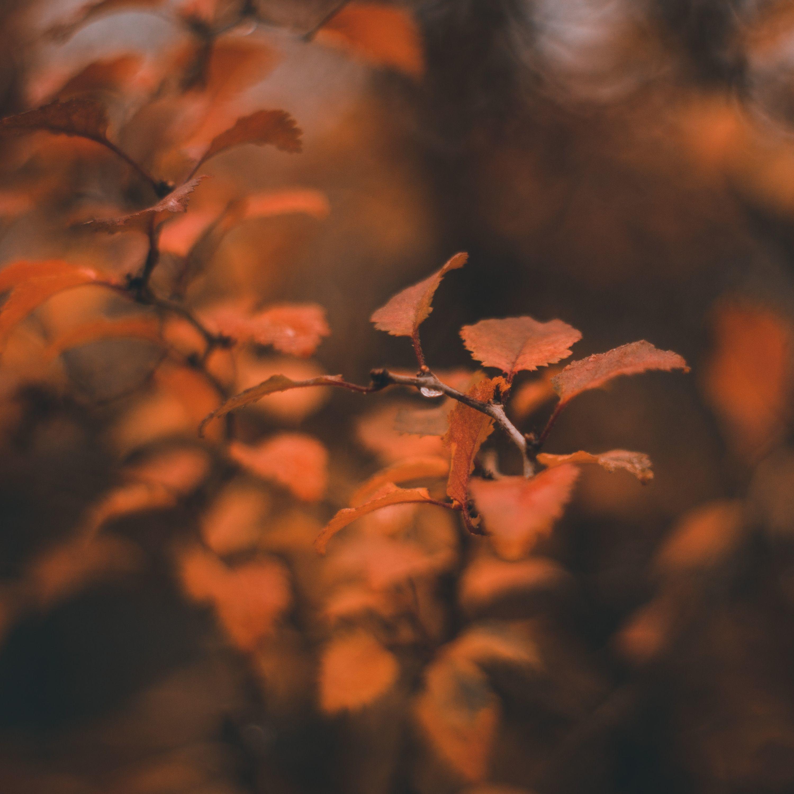 Summer Blissful Summer Rain Sounds for Relaxation & Meditation
