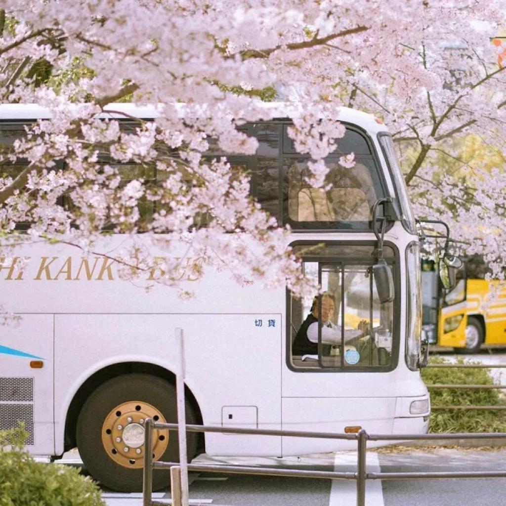 Tram Sakura Spring