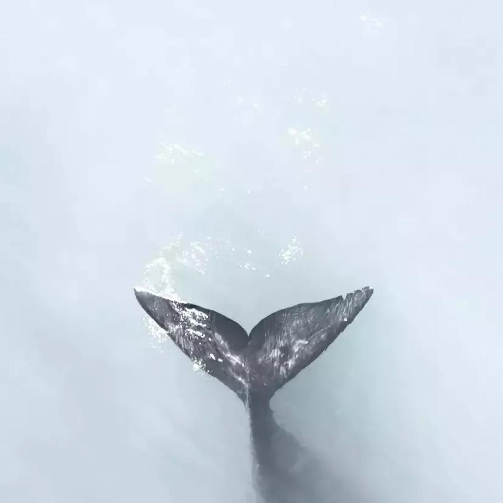 中文｜如梦一场