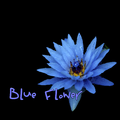 [Rap Beat]Blue Flower