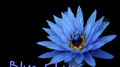 [Rap Beat]Blue Flower专辑