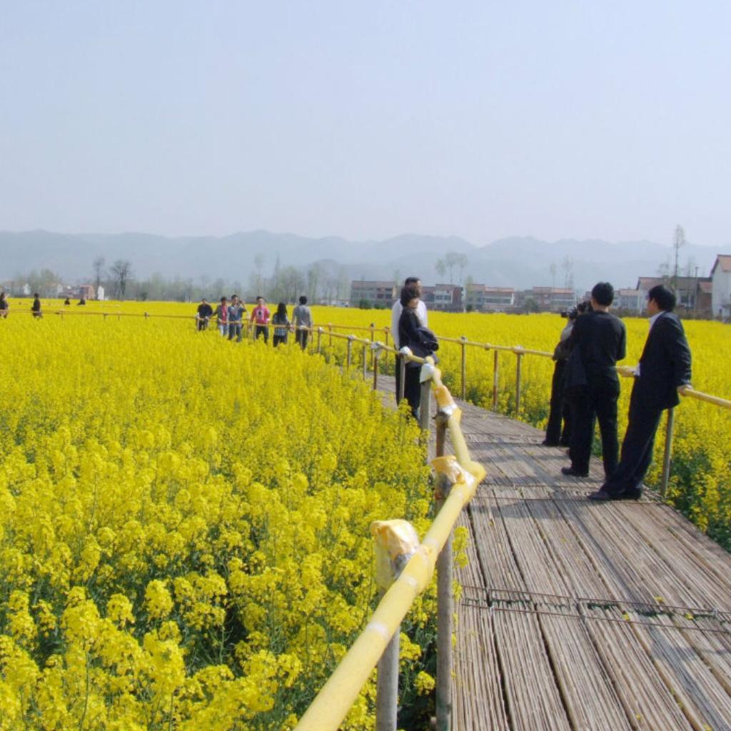 走进英国的油菜花