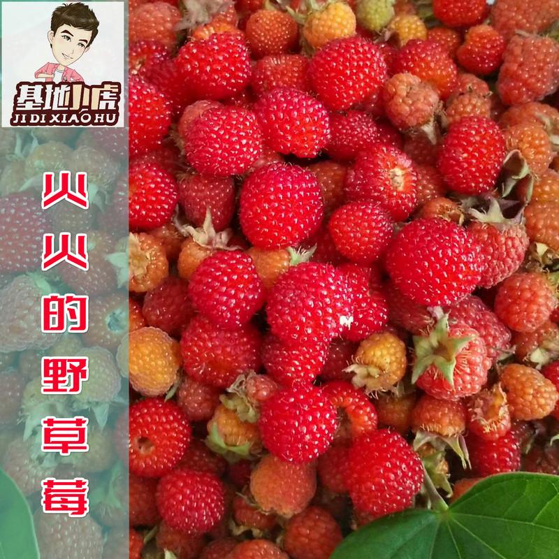 火火的野草莓