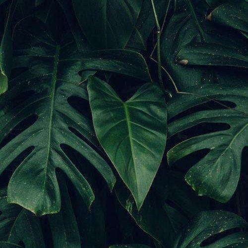 NEW AGE I [nature]
