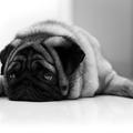 FeesonII