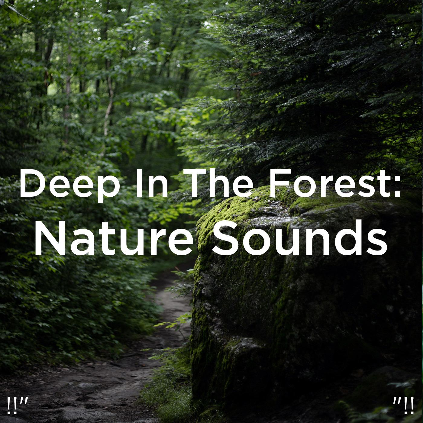 !!" Deep In The Forest: Nature Sounds "!!