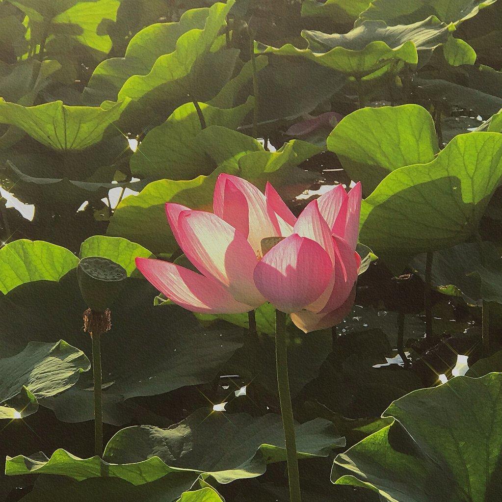 李宗盛 . 翻唱合集