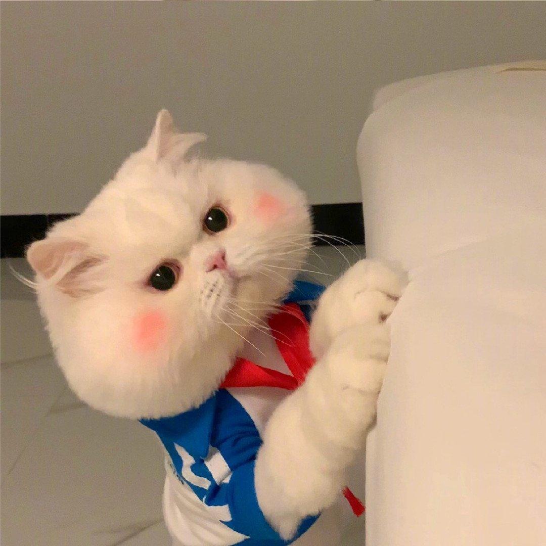 小动物能有什么坏心眼呢？