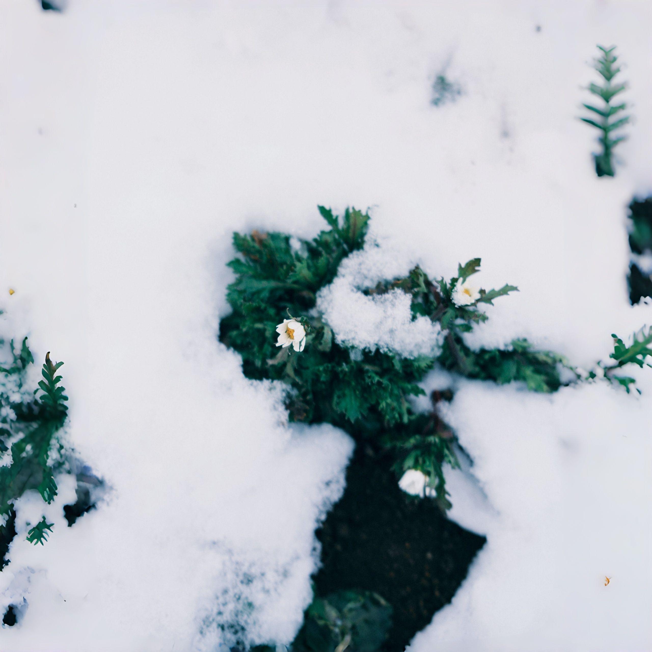 未改之春 ～ Unaltered Spring