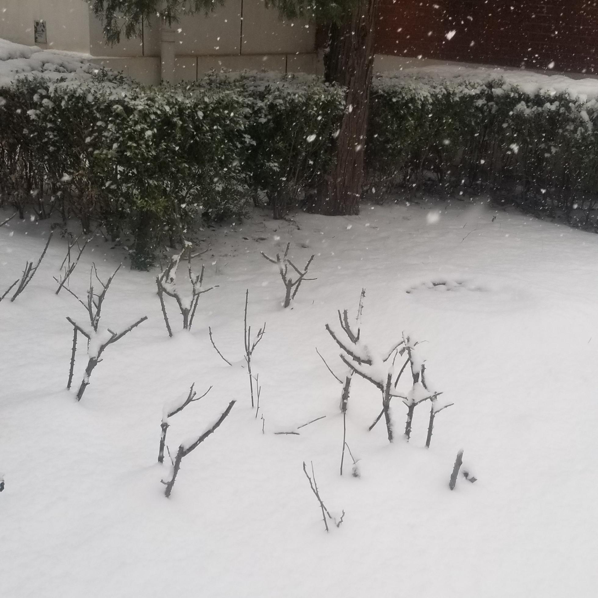 MELANCHOLY SNOW