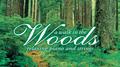 A Walk in the Wood: Relaxing Piano and Strings专辑