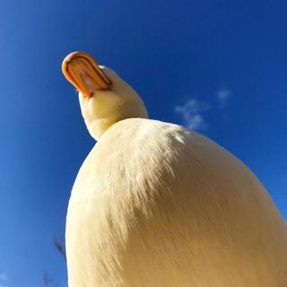 「Love  Lover  and  Lovers」