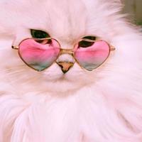 Diva x TGIF (moon Blend)