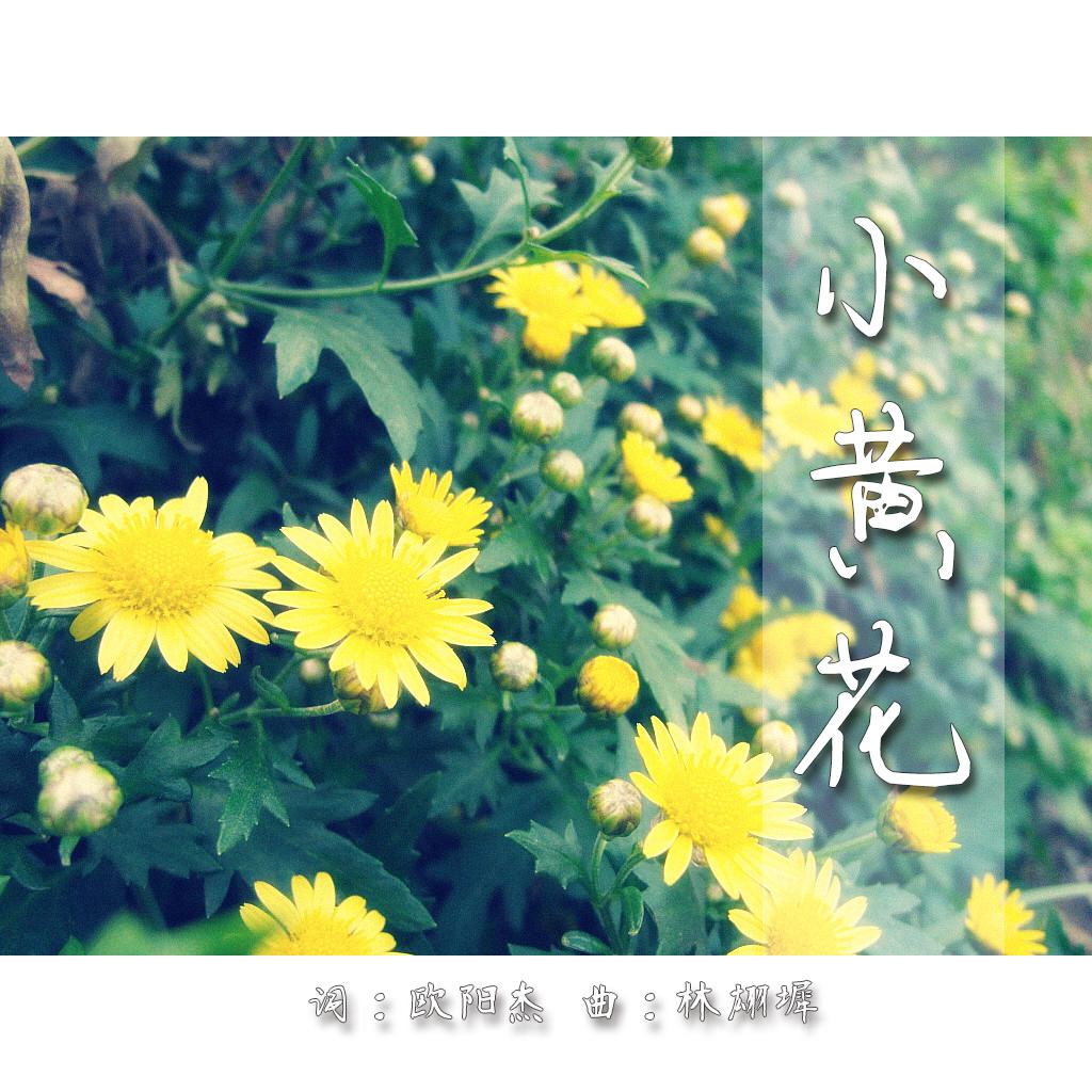 小黄花专辑