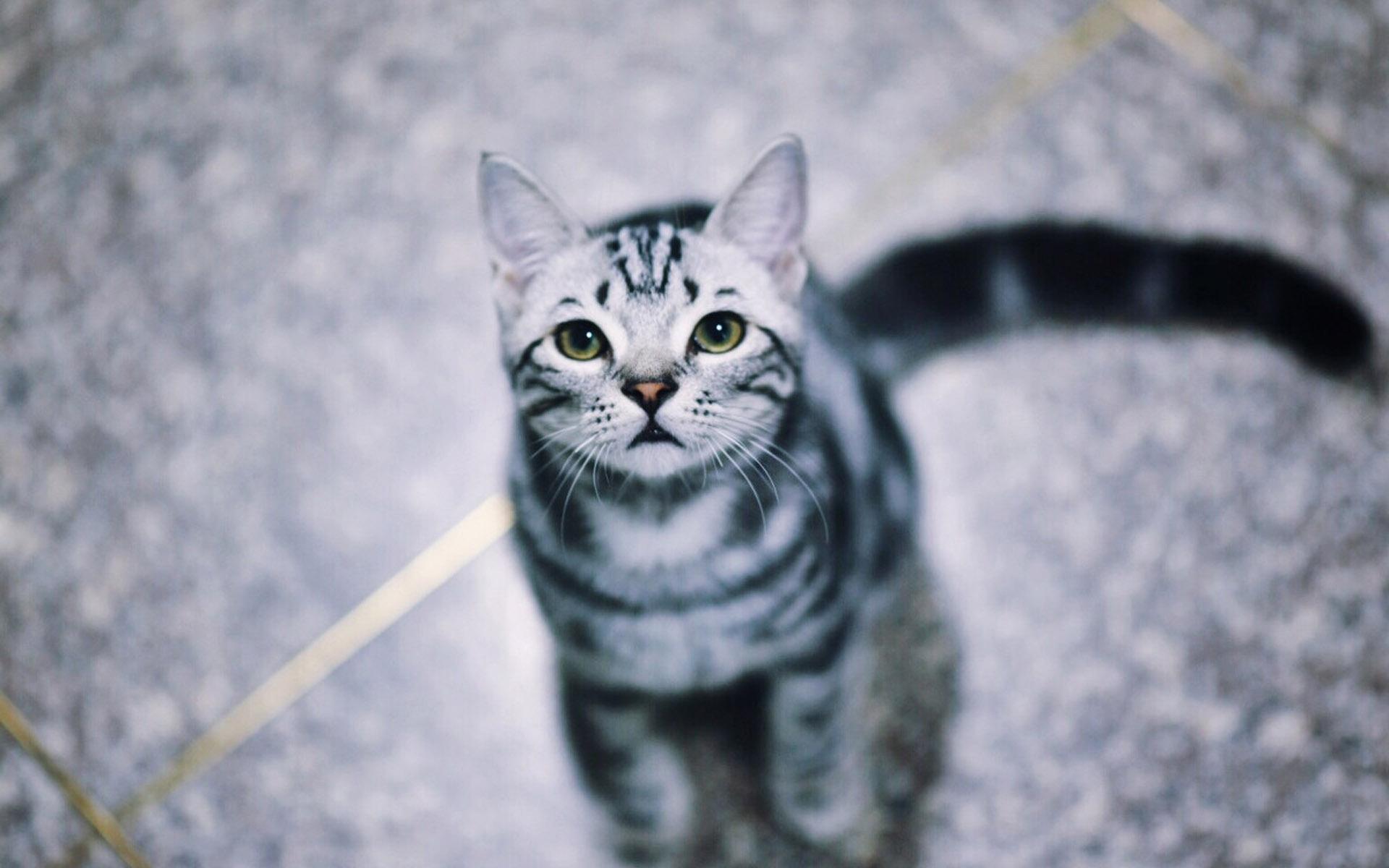 小峰峰/DjYaha-学猫叫（DjYaha Remix）