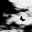 Sleepwalker