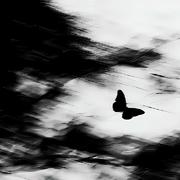 Sleepwalker
