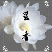 《昙香》【古筝/纯筝】