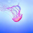 Jellyfish专辑
