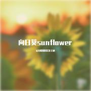 向日葵sunflower