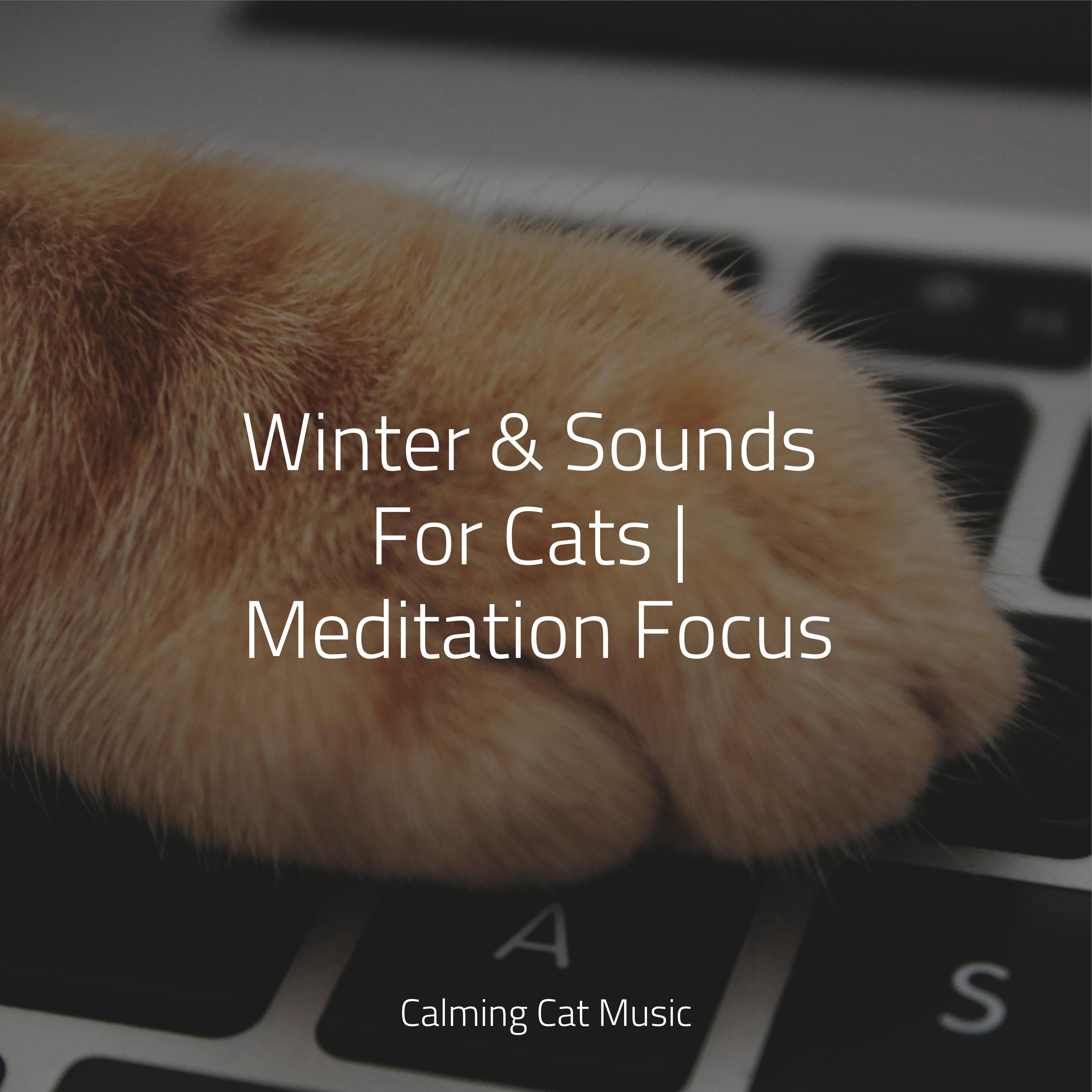 music for cats project/music for cats ta/music for resting