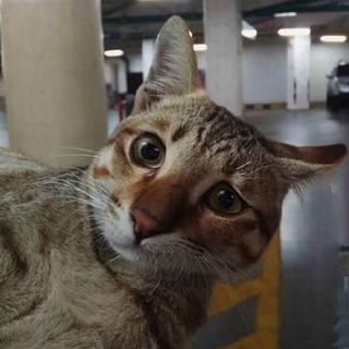 王者荣耀上单安静上分专用