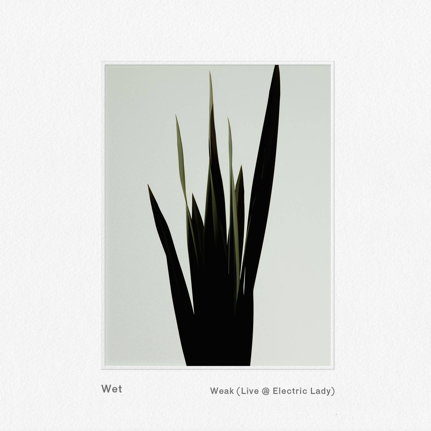 Weak (Live @ Electric Lady)专辑