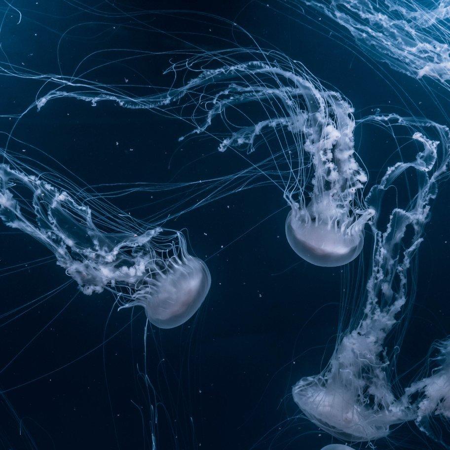 逃离人声│游离幻梦时飘摇且轻盈