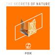 Fox(Original Mix)