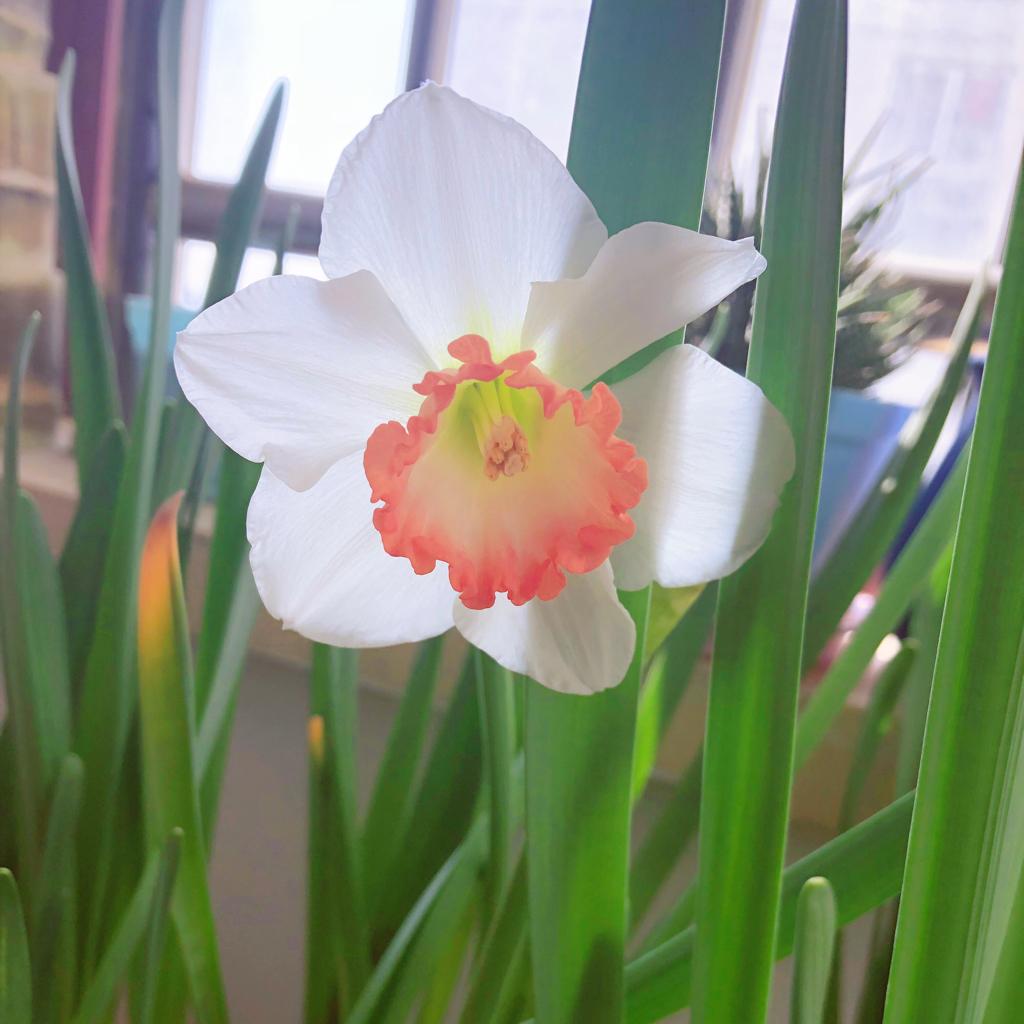 植物也要听歌阿