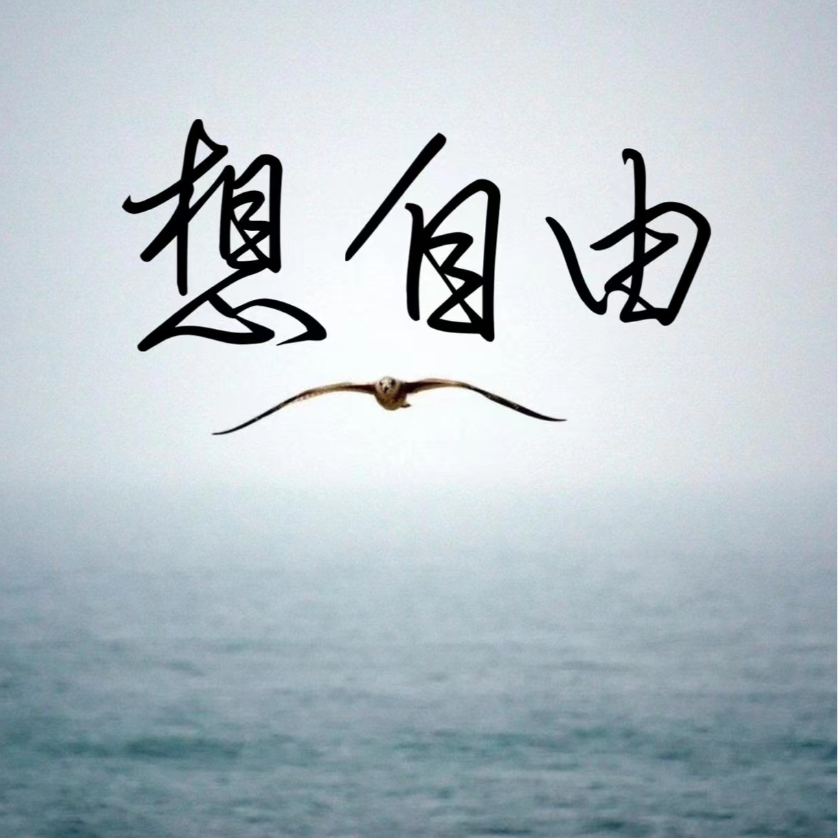 徐饼龙龙 - 想自由
