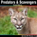 Predators & Scavengers Sound Effects专辑