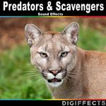 Predators & Scavengers Sound Effects专辑