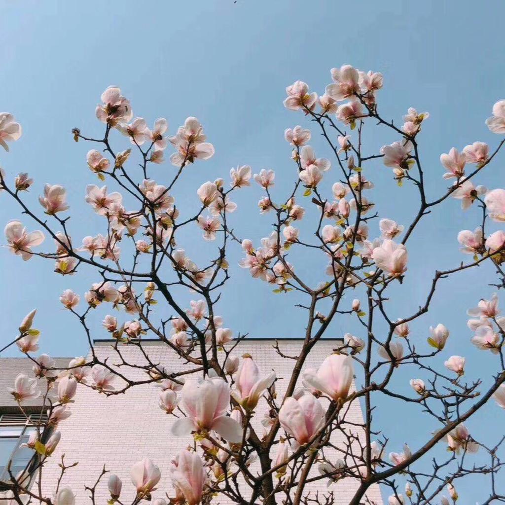 轻音乐-入睡困难症患者必备