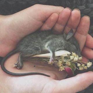 中文嘻哈圈的新老交替