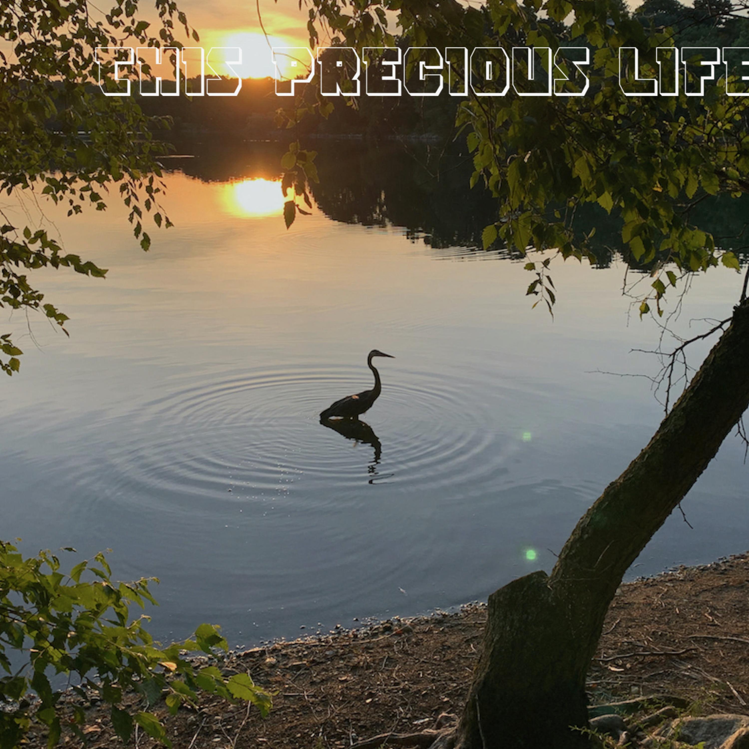 This Precious Life