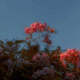 韩｜夜色零落，蓝色的星光在远方颤抖