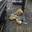 Deathbear-
